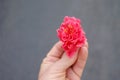 Flower bud in hand on gray background. Royalty Free Stock Photo