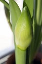 Flower bud of hippeastrum ready to bloom Royalty Free Stock Photo