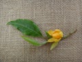 Flower, bud and leaves of champak - Yellow or orange flower - Jute background