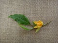 Flower, bud and leaves of champak - Yellow or orange flower - Jute background