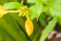 Flower bud and leaves of a plant, after an autumn rain storm