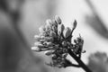 Flower bud lettuce close-up. Royalty Free Stock Photo