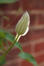 Flower bud macro Nelly Moser Clematis blurred background Royalty Free Stock Photo