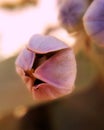 Flower bud macro shot macro photography Mobile shot shotonoppo oppof1s