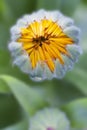 Flower bud macro view. Yellow petals about to open. Royalty Free Stock Photo