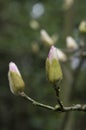 Flower bud of magnolia