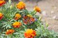 Flower and bud marigold with a butterfly Royalty Free Stock Photo