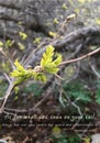 Flower in bud and matthew passage Royalty Free Stock Photo