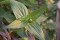 Flower bud in  middle of green leaves  looking likhe a baby on the mother's lep Royalty Free Stock Photo