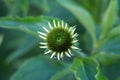 Flower bud of Narrow-leaved purple coneflower or Echinacea angustifolia perennial flower starting to open and bloom with spiky Royalty Free Stock Photo