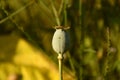 Flower bud of opium poppy  opium or royal poppy (Papaver somniferum). Royalty Free Stock Photo