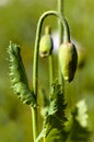 Flower bud of opium poppy papaver somniferum Royalty Free Stock Photo