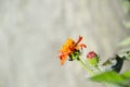 Flower and bud of Orange plant