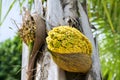 Flower Bud of Palm Tree. Royalty Free Stock Photo