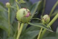 Flower bud of peony all in ants, harm of ants, close-up