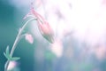 Flower bud of pink aquilegia. A beautiful bud on a gentle background. Royalty Free Stock Photo