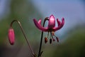 Flower and bud of a pink lily Royalty Free Stock Photo
