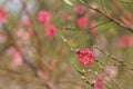 Flower and bud of pink peach blossoms in the garden