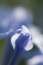 Flower bud of Plumbago auriculata Royalty Free Stock Photo