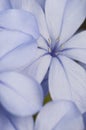 Flower bud of Plumbago auriculata Royalty Free Stock Photo
