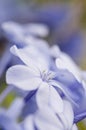 Flower bud of Plumbago auriculata Royalty Free Stock Photo