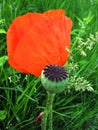 Flower and bud poppy