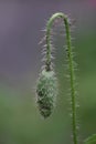 Poppy flower bud (Papaver)