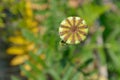 Flower bud of poppy plant