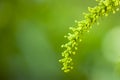 A flower bud shaped like an ear of wheat