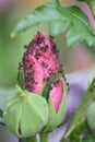 Flower bud of a Shrub mallow (Hibiscus syriacus) with numerous aphids Royalty Free Stock Photo