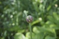 Flower bud in spring in Bellevue Botanical garden