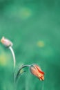Flower bud in a spring garden. Summer spring background. Copy space. Royalty Free Stock Photo