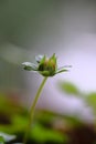 Flower bud. Springtide. Blurred background