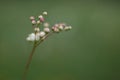 Flower bud sprouting blurred close up