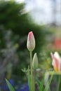 Flower bud of a Tulip (Tulipa) in the morning sun in Spring Royalty Free Stock Photo