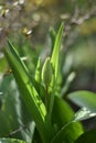 Flower bud of a Tulip (Tulipa) in the morning sun in Spring Royalty Free Stock Photo