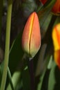 Flower bud of a Tulip (Tulipa) in the morning sun in Spring Royalty Free Stock Photo