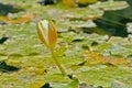 Flower bud of a water lily in the pond