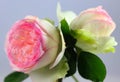 Flower and bud of a white English type rose with salmon heart Royalty Free Stock Photo