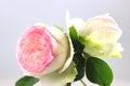 Flower and bud of a white English type rose with salmon heart Royalty Free Stock Photo