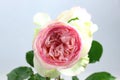 Flower and bud of a white English type rose with salmon heart Royalty Free Stock Photo