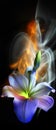 Flower and bud of white lilies, pistil and stamens, painted by light on a colorful background