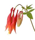 Flower and bud of wild columbine Aquilegia canadensis isolated