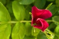 Flower bud of a wild rose against a background of green leaves. Free space for text. Greeting card