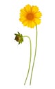 Flower and bud of yellow daisy-gerbera