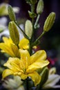 Flower and bud of yellow Day-lily in drops after the rain Royalty Free Stock Photo