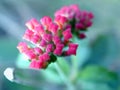 Flower Buds