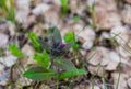 The flower buds in Altai barely starting to bloom Royalty Free Stock Photo