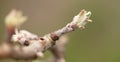 Flower buds on an apple tree branch in early spring. Royalty Free Stock Photo