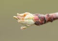 Flower buds on an apple tree branch in early spring. Royalty Free Stock Photo
